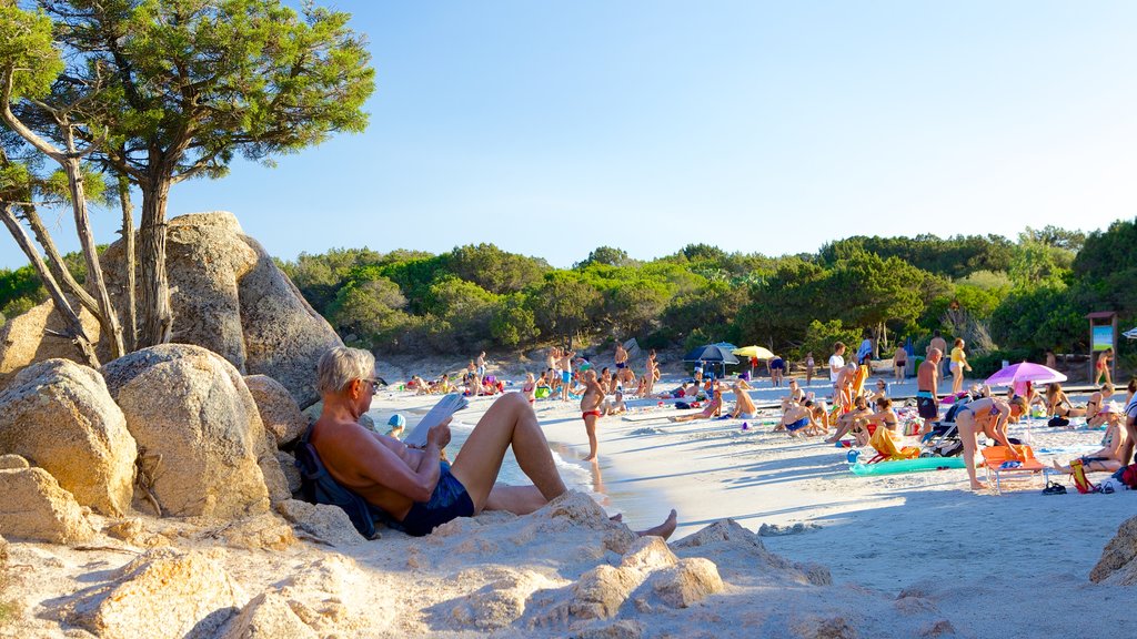 Praia de Capriccioli mostrando paisagem e uma praia de areia assim como um grande grupo de pessoas