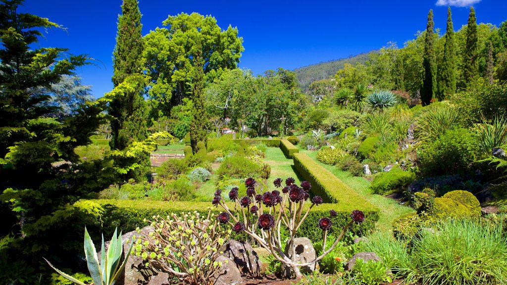 Palheiro Gardens showing a garden