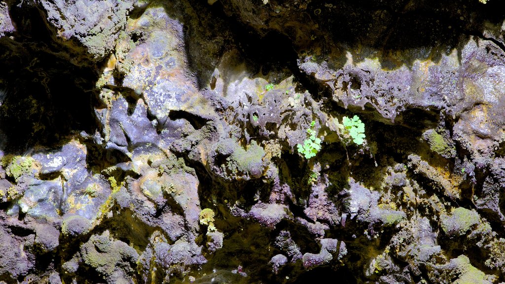 Caves of Sao Vicente and Volcanism Center featuring caves