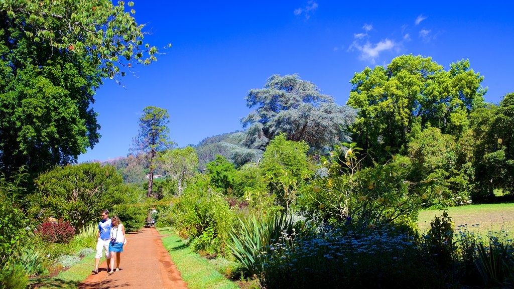 Palheiro Gardens showing a park