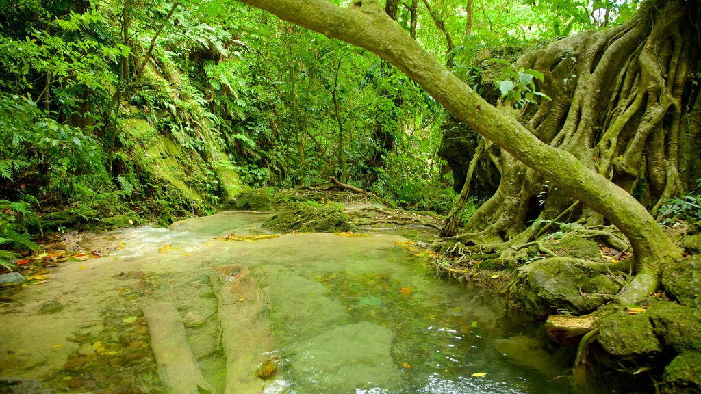 Mele Cascades featuring rainforest and a pond