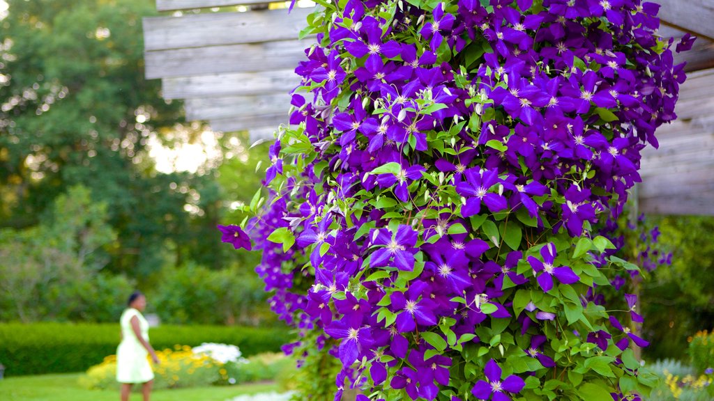 Elizabeth Park showing wild flowers, flowers and a garden