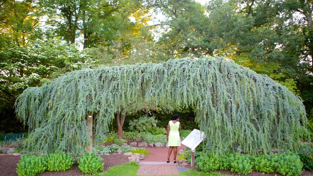 Elizabeth Park showing a garden as well as an individual female