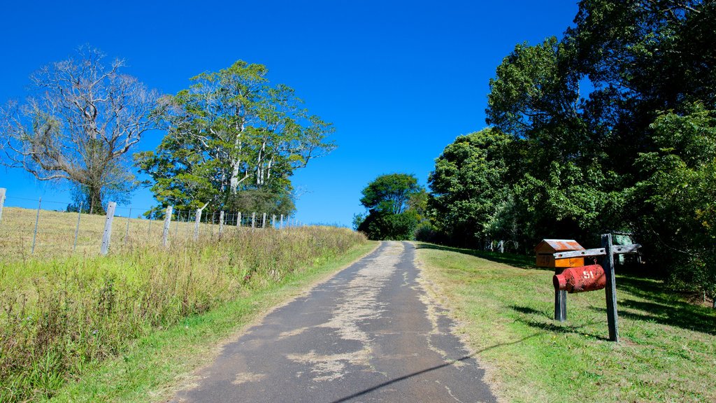 Maleny showing farmland and tranquil scenes