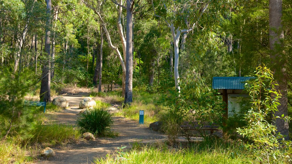 Glasshouse Mountains National Park showing forest scenes