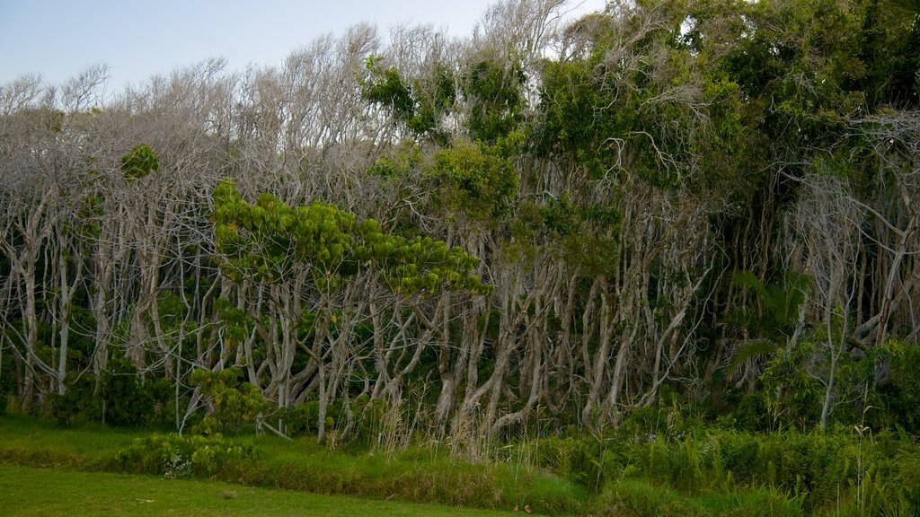 Coolum Beach mostrando bosques