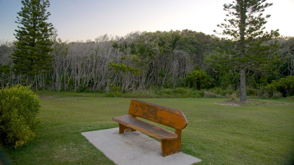 Coolum Beach showing forests