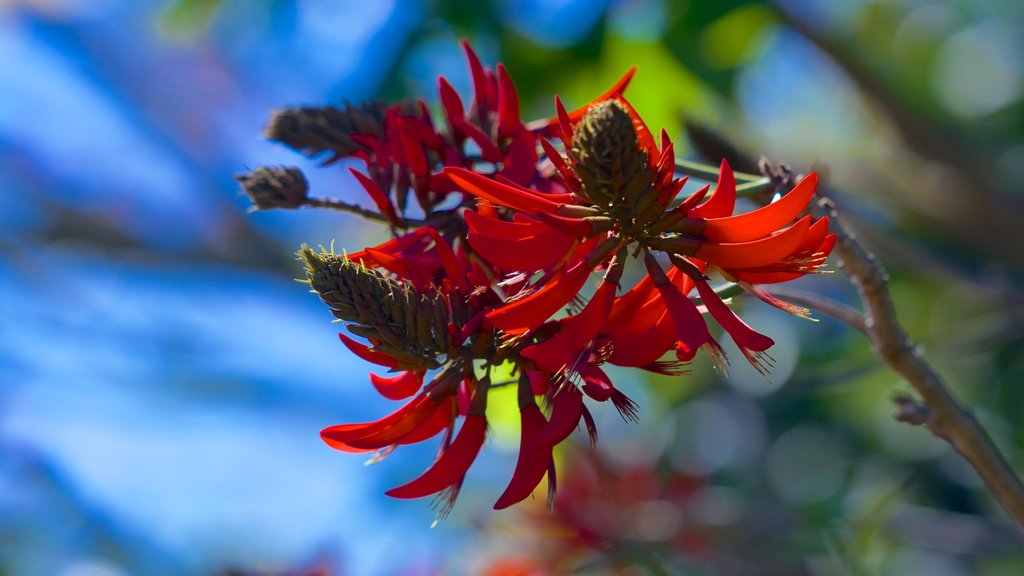 Maleny Botanic Gardens showing wild flowers and flowers