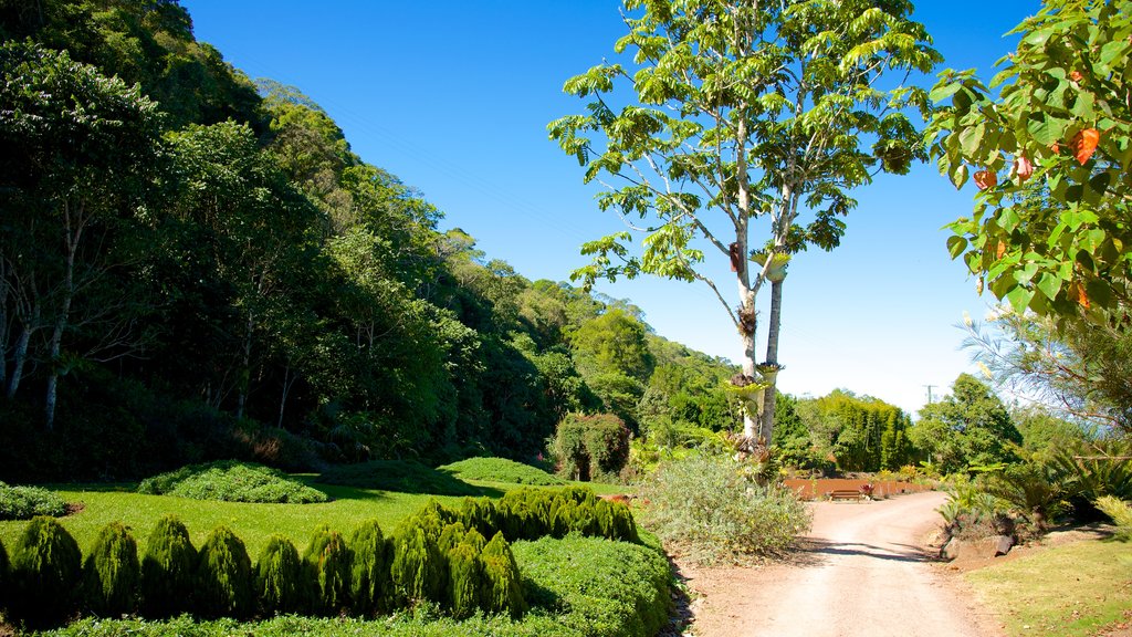 Maleny Botanic Gardens and Bird World showing a garden and landscape views