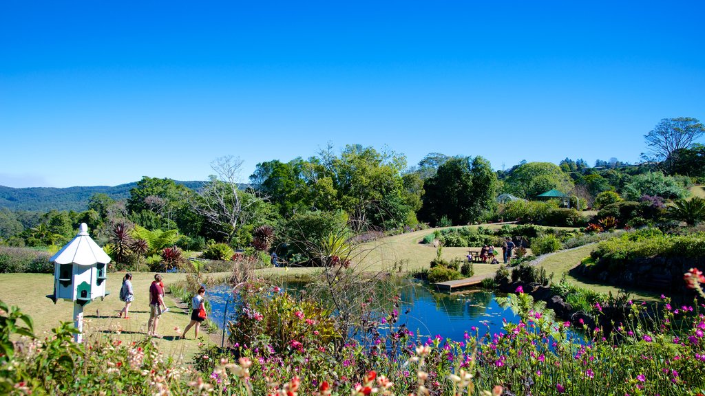 Maleny Botanic Gardens mostrando paisagem e um jardim