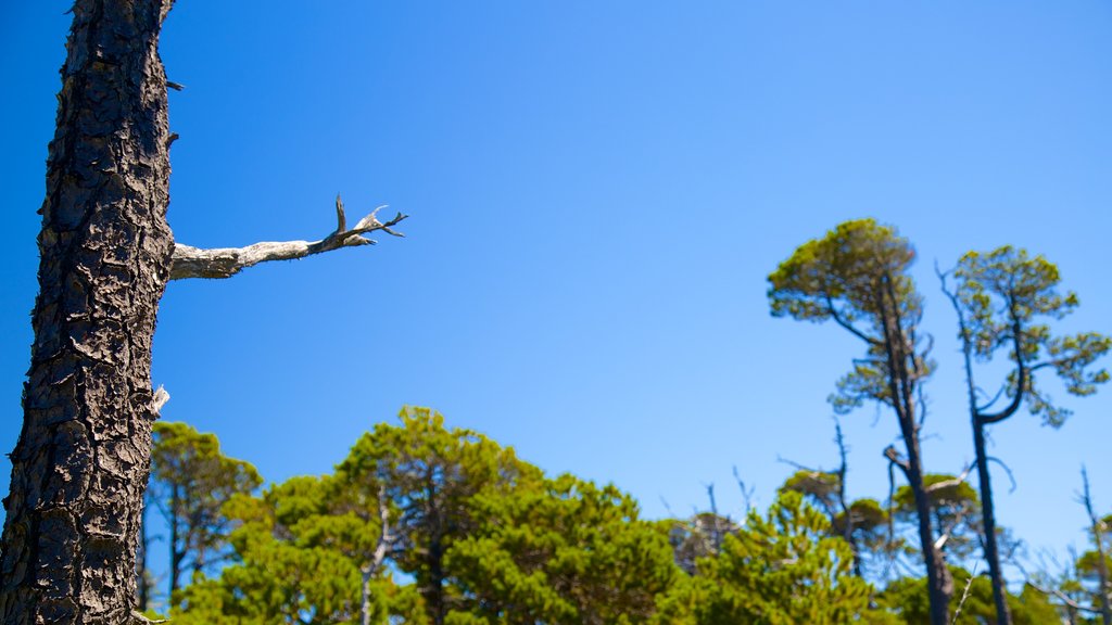 Pacific Rim National Park Reserve showing forests