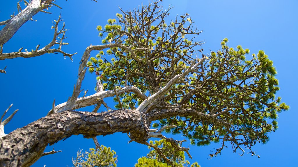 Pacific Rim National Park Reserve showing forest scenes