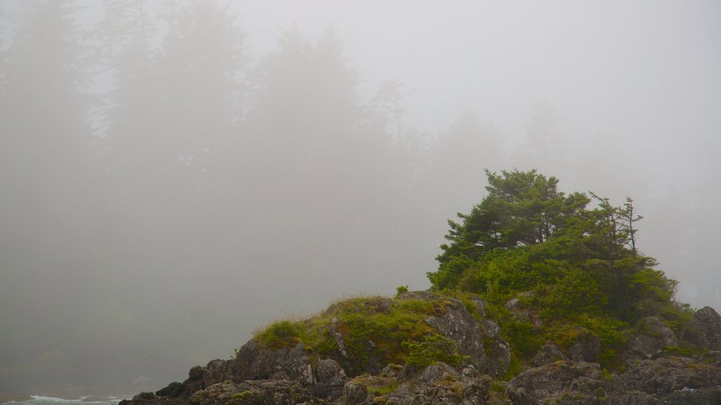 Pacific Rim National Park Reserve que incluye niebla o neblina y imágenes de bosques