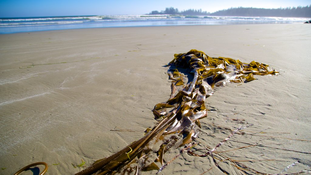 Pacific Rim National Park Reserve showing a sandy beach and general coastal views