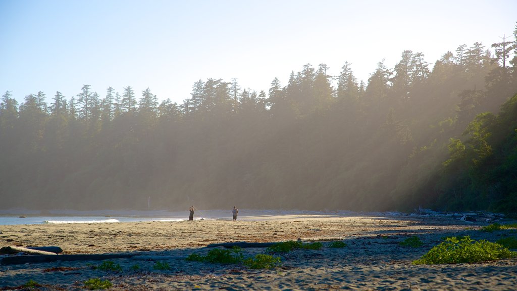 Pacific Rim National Park Reserve que incluye bosques, neblina o niebla y una playa de arena