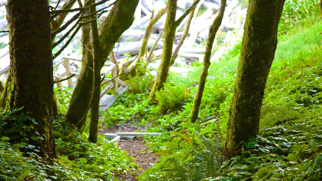 Pacific Rim National Park Reserve que inclui paisagens litorâneas e floresta tropical