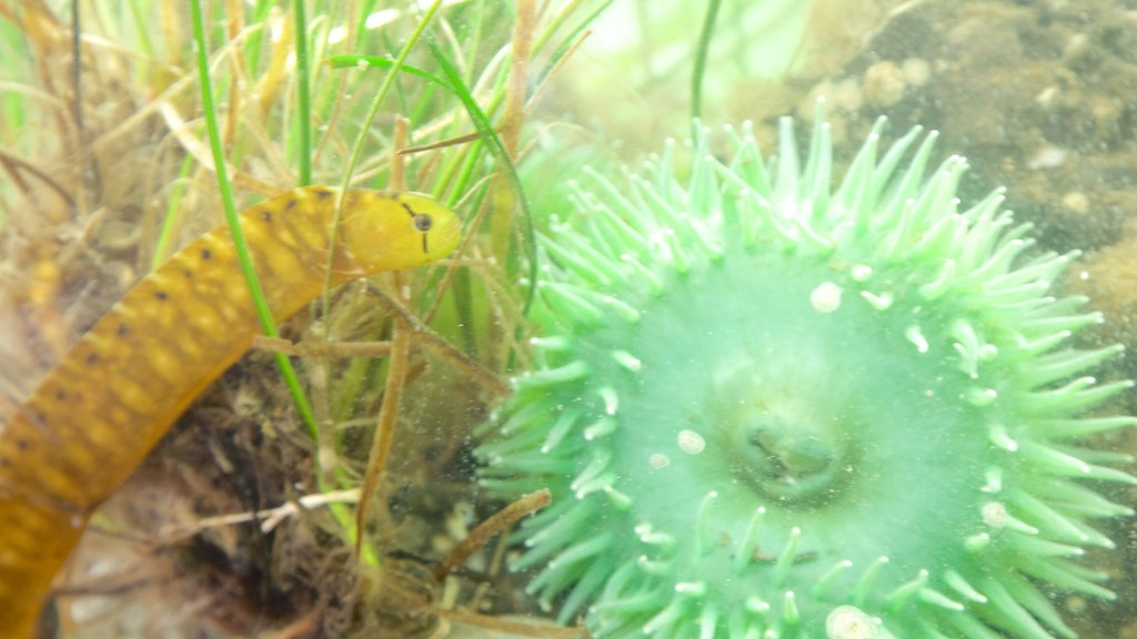 Ucluelet Aquarium featuring marine life