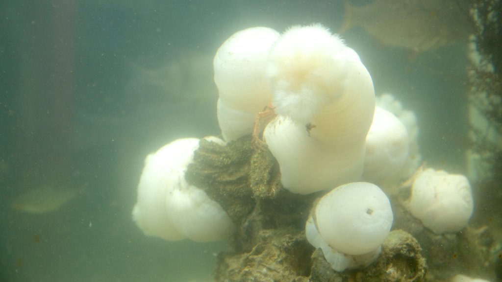 Ucluelet Aquarium showing marine life