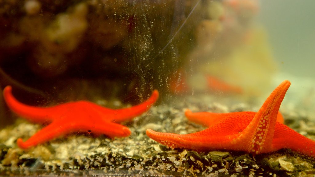 Ucluelet Aquarium mostrando vida marinha