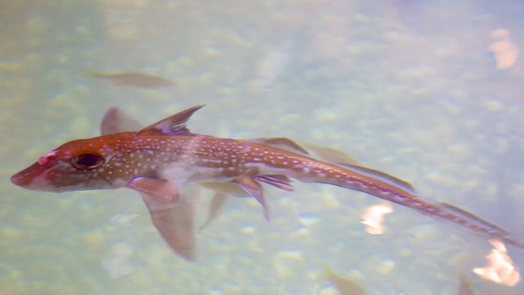 Ucluelet Aquarium toont zeedieren