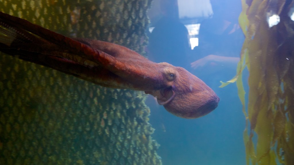 Ucluelet Aquarium caracterizando vida marinha