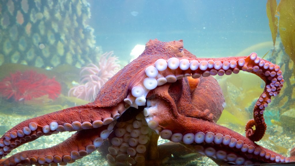 Ucluelet Aquarium featuring marine life