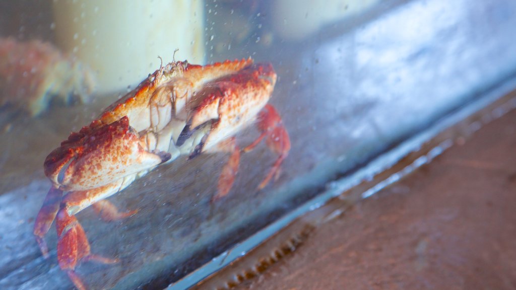 Ucluelet Aquarium toont zeedieren