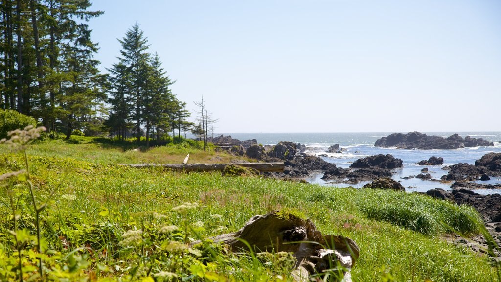 Ucluelet Big Beach showing rugged coastline and forest scenes