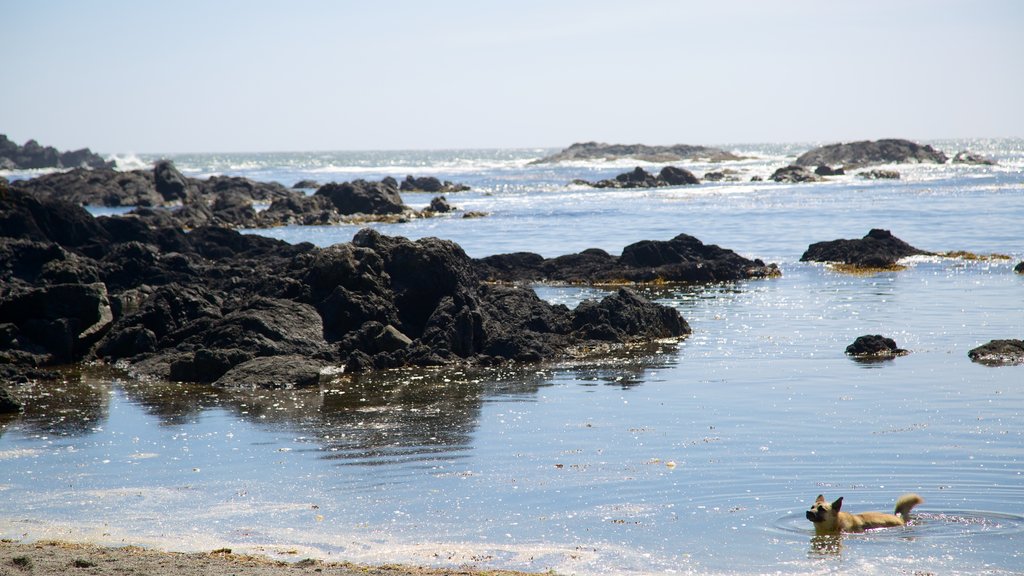 Ucluelet Big Beach showing rocky coastline and general coastal views