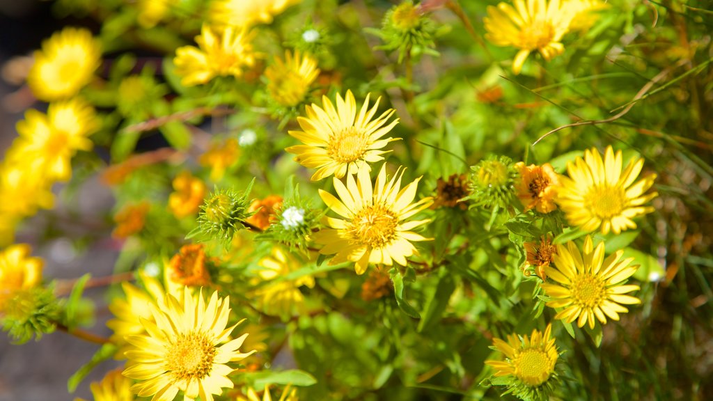 Grande plage d\'Ucluelet qui includes fleurs