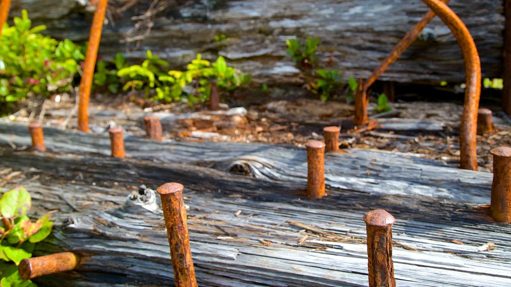 Ucluelet Big Beach showing a garden