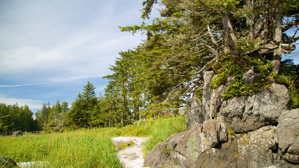 Grande plage d\'Ucluelet montrant forêts