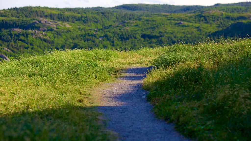 Signal Hill showing tranquil scenes