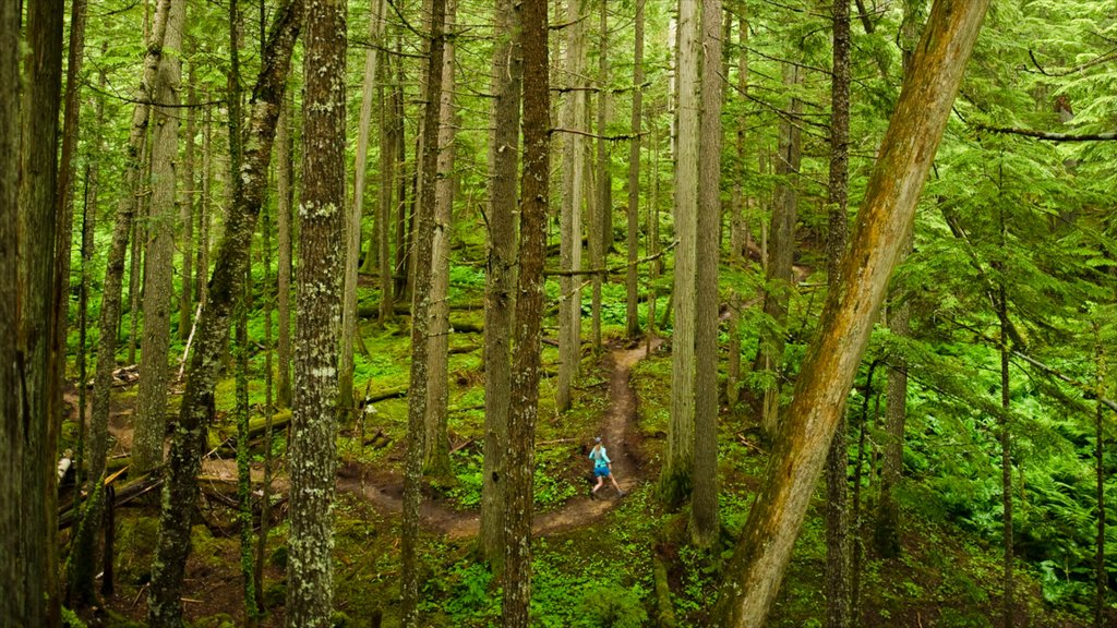 Revelstoke mettant en vedette forêts