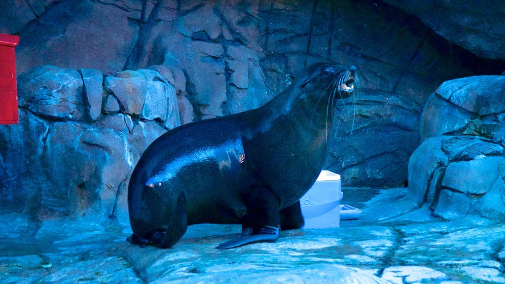 水底世界海中生物館 设有 動物園的動物 和 海洋動物