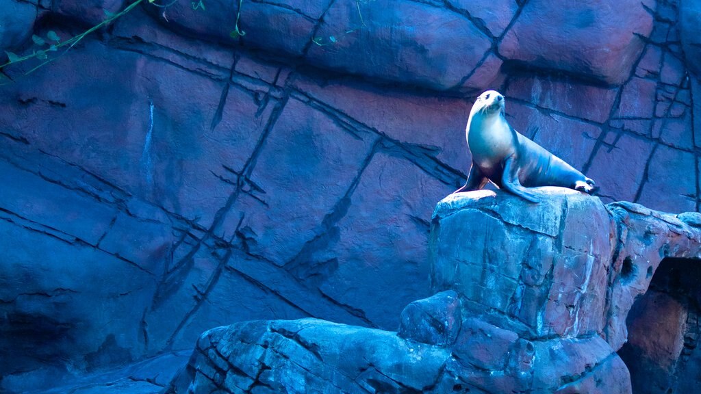 水底世界海中生物館 设有 海洋動物 和 動物園的動物