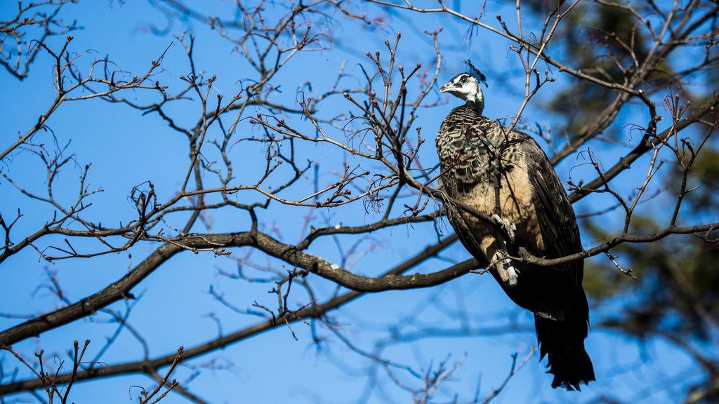 Helsinki Zoo showing bird life