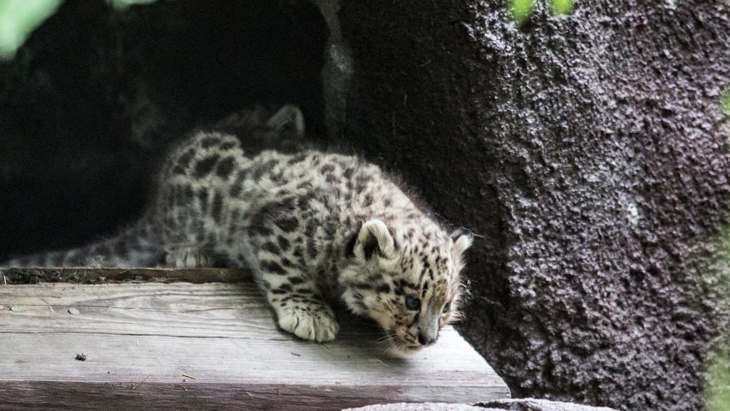 Helsinki Zoo which includes cuddly or friendly animals and zoo animals