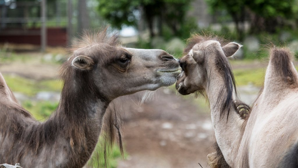 Zoo de Helsinki mostrando animales terrestres, animales de zoológico y animales