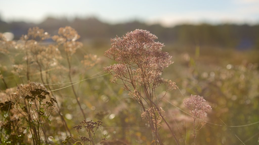 Dieppe which includes tranquil scenes, flowers and wildflowers