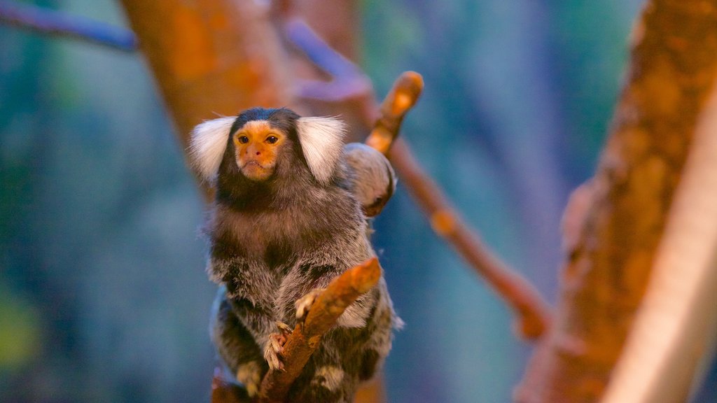 Magnetic Hill Zoo que inclui animais e animais de zoológico