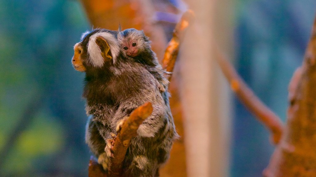 Magnetic Hill Zoo que inclui animais de zoológico e animais