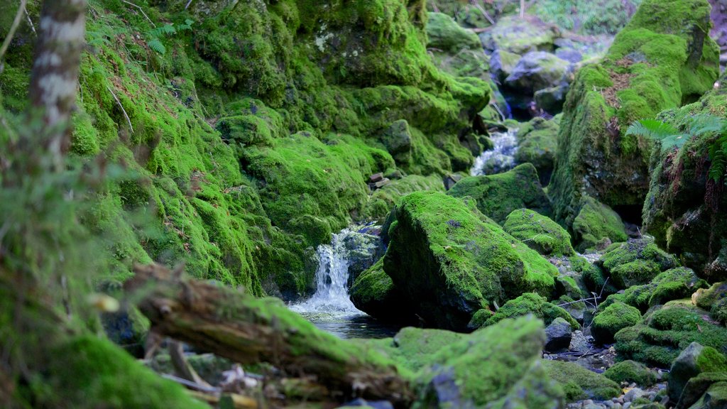 Fundy National Park showing a river or creek