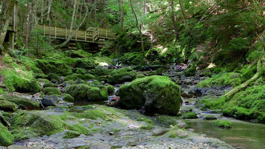 Fundy National Park featuring rainforest and a river or creek