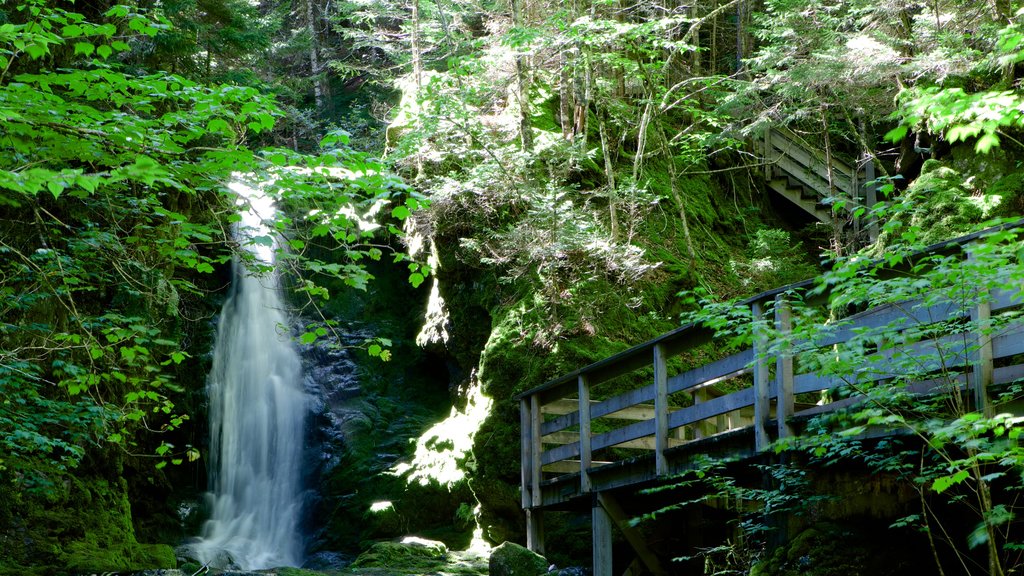 Fundy National Park featuring rainforest and a cascade