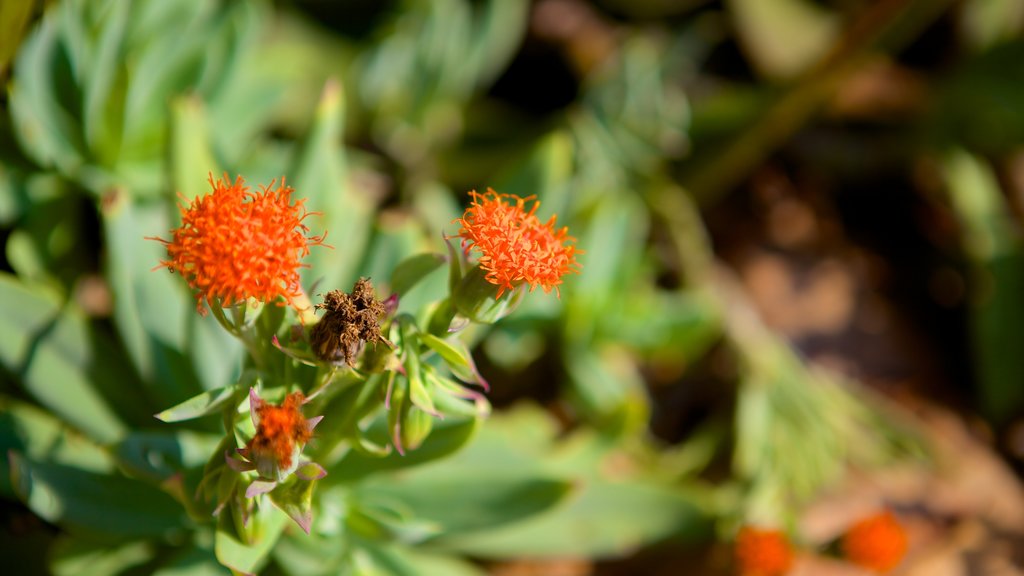 Walter Sisulu Botanical Gardens ofreciendo flores