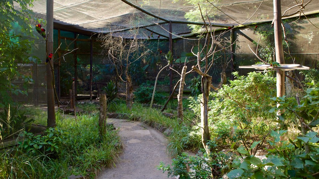 Umgeni River Bird Park showing zoo animals and a park