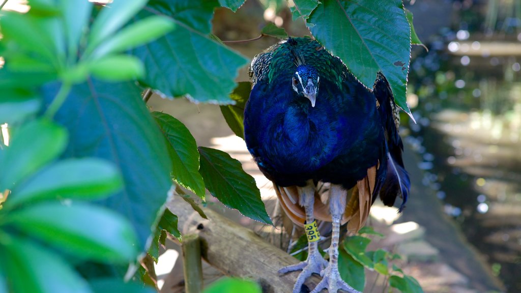 Umgeni River Bird Park som viser dyr fra zoologisk have og fugleliv