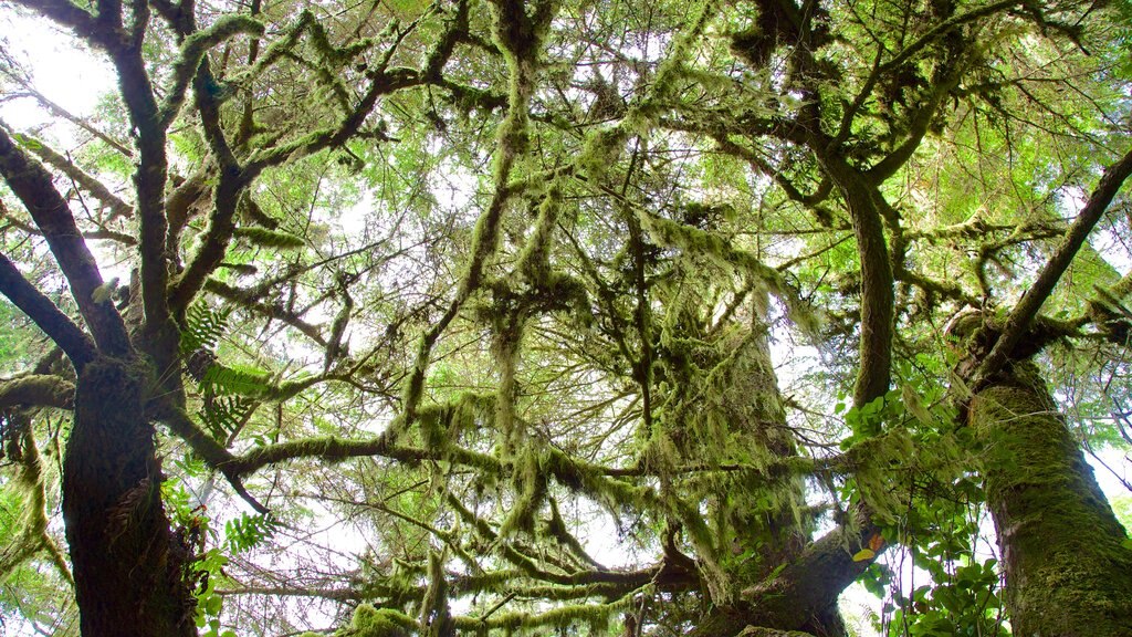 Pacific Rim National Park Reserve ofreciendo bosques y un jardín