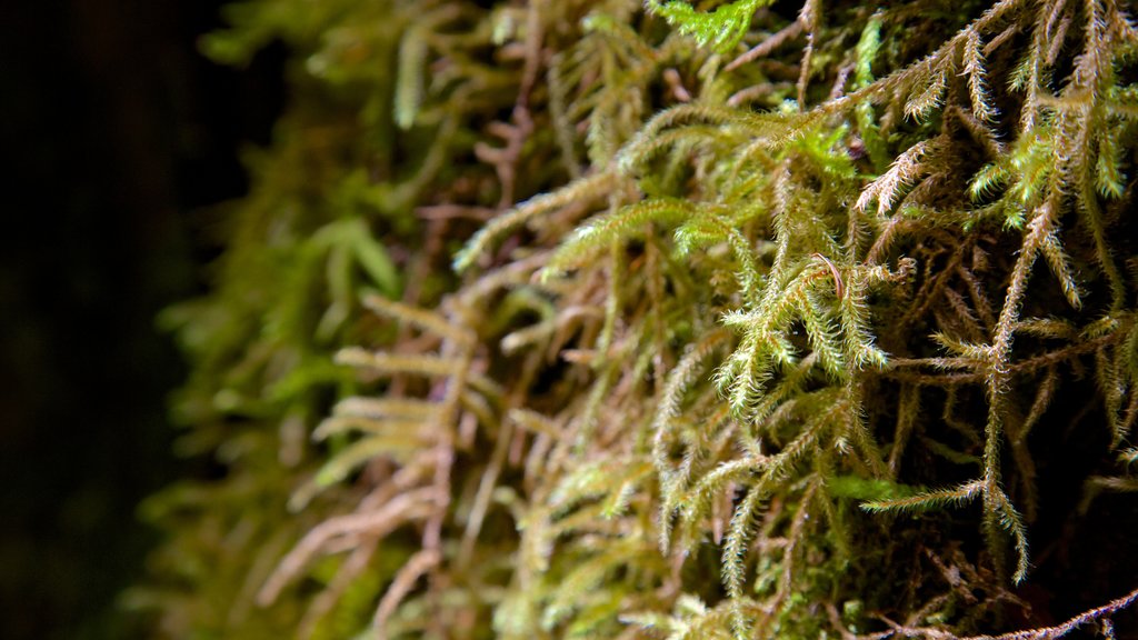 Pacific Rim National Park Reserve showing a garden and forest scenes